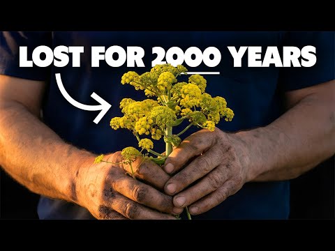 The Romans Valued This More Than Silver. Why Did It Disappear for 2000 Years?