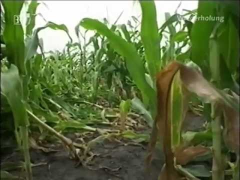 Maiswurzelbohrer 2007 in Bayern gesichtet