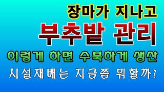 [텃밭농부. 1,167]  장마가 지난 부추밭 관리. 이렇게 해 주면 수북하게 자란다.시설재배 현상은?