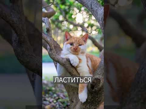 Кошечка Позирует на Камеру