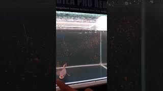 Download lagu Chana limbata mangap.mangap #channa #stitch #bettafish #ikan #channalimbata #ikanchannalimbata #fyp mp3 Download lagu Chana limbata mangap.mangap #channa #stitch #bettafish #ikan #channalimbata #ikanchannalimbata #fyp mp3