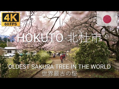 HOKUTO 北杜市 Japan 🇯🇵 | 2023 | 4K·60p | Full Blossom at Japan's Oldest Sakura Tree 山高神代ザクラ散歩
