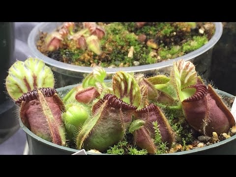 download lagu mp3 mp4 Cephalotus Dormancy, download mp3 Cephalotus Dormancy free downloadn, video klip Cephalotus Dormancy