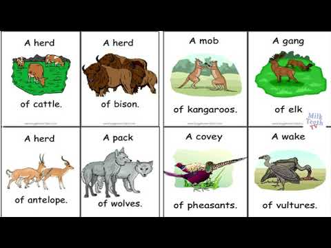 Collective Nouns Words for Groups of People Animals Things | List of Collective Nouns For Class 1 2