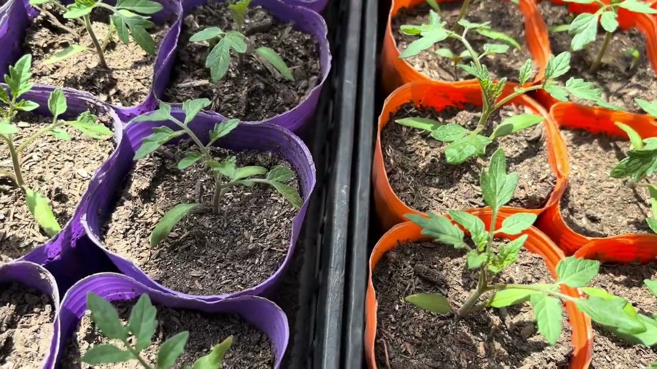 【野菜苗】理想のトマト苗を作るのにここが大事！