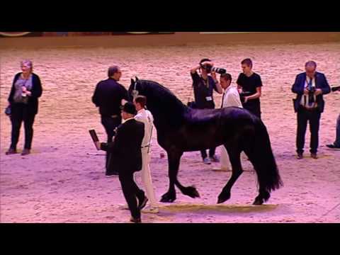 Hengstenkeuring 2017 – Algemeen Kampioenschap