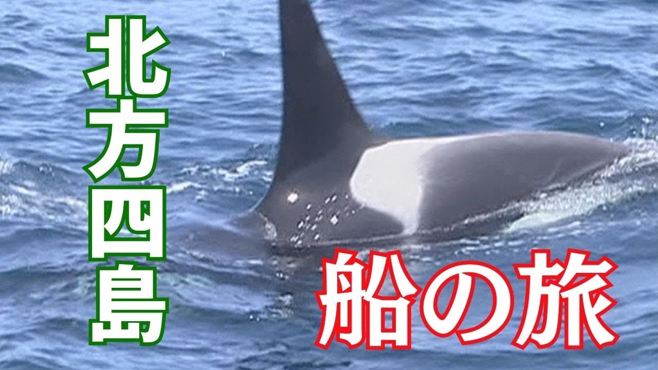 シャチやクジラに歓声　北方四島をめぐるクルーズ