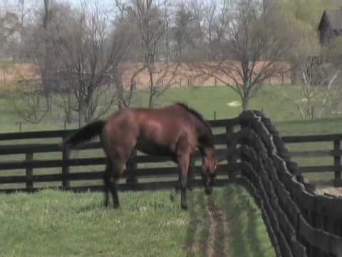 Big Brown 2008 Kentucky Derby Winner