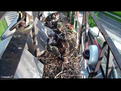 Red-tailed Hawk Chicks Exercise Their Wings (edited) – June 1, 2018