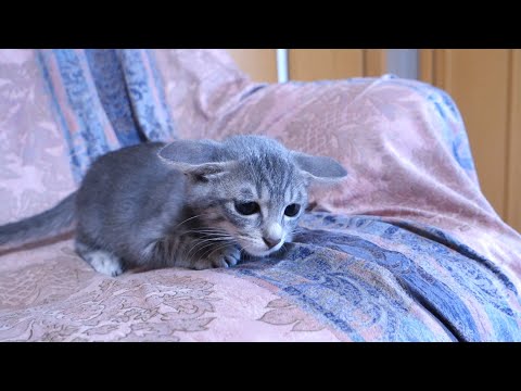 A kitten whose airplane ears have exceeded the limit