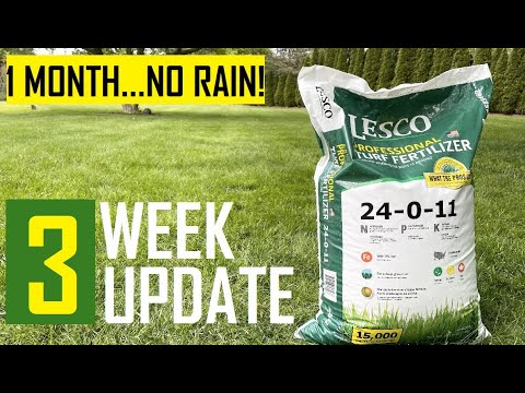 Lesco 24-0-11 with Iron / 3 Week Review - Late Spring Fertilizer - 2nd Fertilizer Application