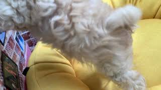 ハーフ犬の動画01