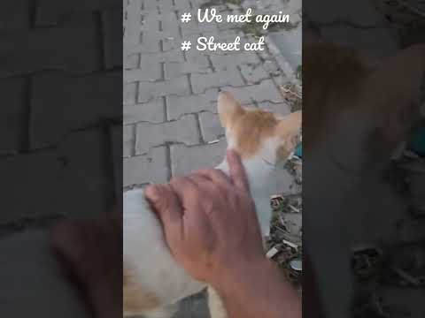 #cat #streetcat #catfood #sokakhayvanlariniunutma #bireldesenuzat #shorts