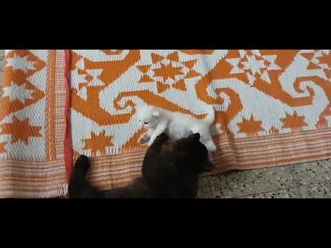 Max playing with Milky's Carbon copy