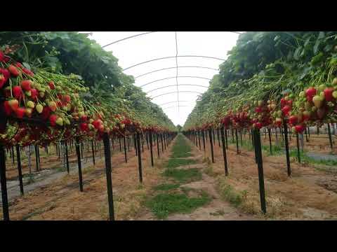 Truskawka  24.05.2019