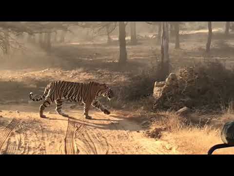 TIGER in Ranthmbore National Park