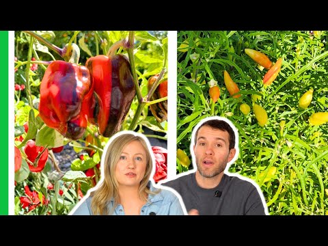 The 8 Pepper Varieties We Can’t Wait to Grow in 2026