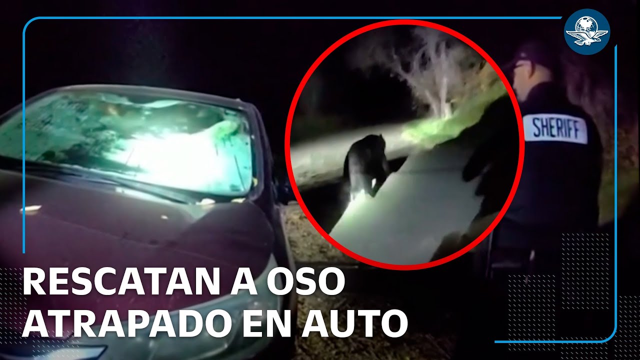 Rescate insólito; oso queda atrapado en auto y es rescatado por policías