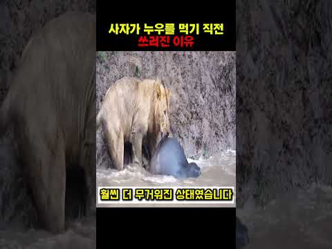 사자가 누우를 먹기 직전 쓰러진 이유