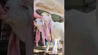Download lagu 🪔🧺#memna #shorts #shortfeed #new #newshortvideo #viralshort #trendshort #bakri bache #bakri cartoon mp3