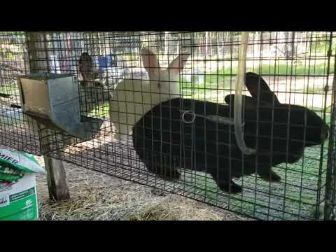 YouTube video about: Where to buy tamuk rabbits?