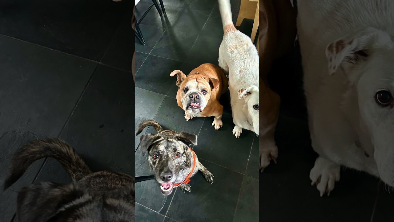 Enlarge Firestarter, a ADOPTABLE mixed breed in New York, NY video 6/6