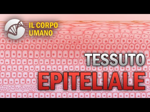 Epithelial Tissue - The Human Body
