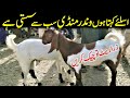 Cheapest Goat Market Winder Sasti Bakra Mandi BY NADIR WINDER