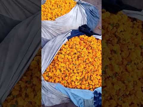 Punjab Ki Sabse Badi Phoolon Ki Mandi  #flowers # nature is so beautiful