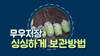 #가을무우 보관방법 #무우싱싱 하게보관방법
