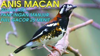 Download lagu SUARA ANIS MACAN GACOR DURASI 25 MENIT DI PAGI HARI KERAS & MERDU mp3