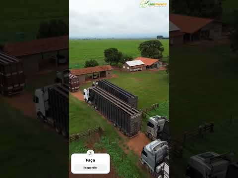 Chegada das carretas! #Gado #Pecuária #Agricultura #Fazendasavenda #MatoGrosso #Pará #Tocantins