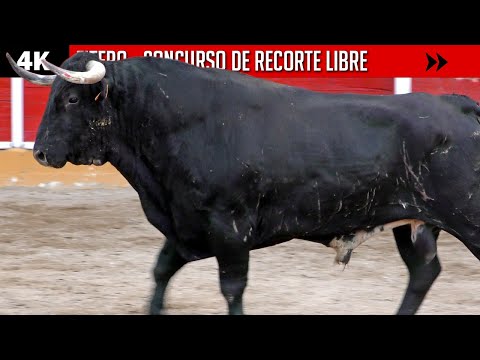 CERTAMEN DE RECORTE LIBRE EN FITERO ▪  4K