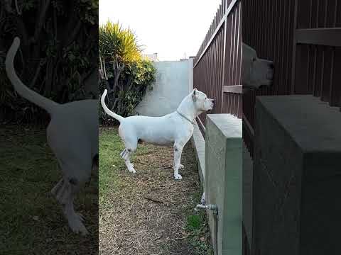 Apache The Dogo Argentino Dogo!! #shorts #music #remix #reels #trending