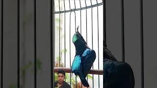 Download lagu Lagu Konin Full Mix – Suara Tajam & Bersih #burung #burungkicau #kicaumania #kicau burung #burunggacor mp3 Download lagu Lagu Konin Full Mix – Suara Tajam & Bersih #burung #burungkicau #kicaumania #kicau burung #burunggacor mp3