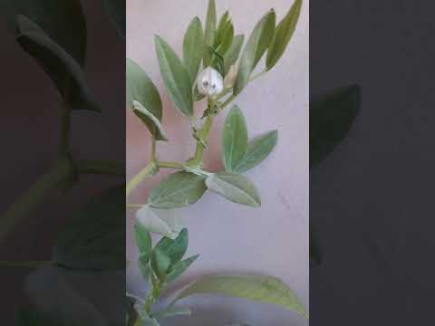 تتوقعوا تطلع فول