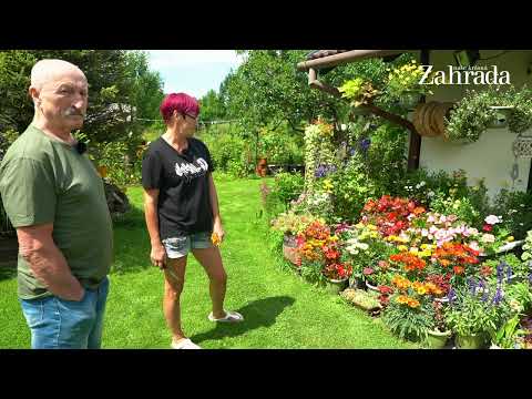 Nejkrásnější květiny na zahradě hvězdy Receptáře: Oldřich Navrátil prozradil překvapivý trik