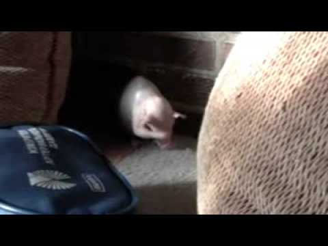 Hairless  Rat  Semen Semenovich