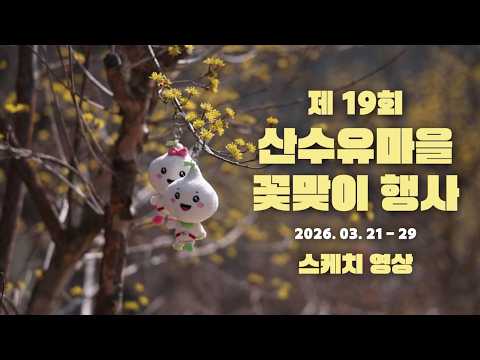 산수유 지금 절정입니다 3월 28~29일 최고치