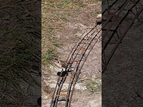 Ave desconocida en Curuzu Cuatia