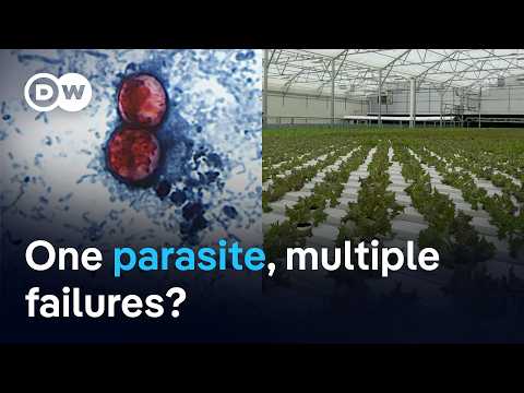 Cyclospora outbreak spreads to 47 US States | DW News
