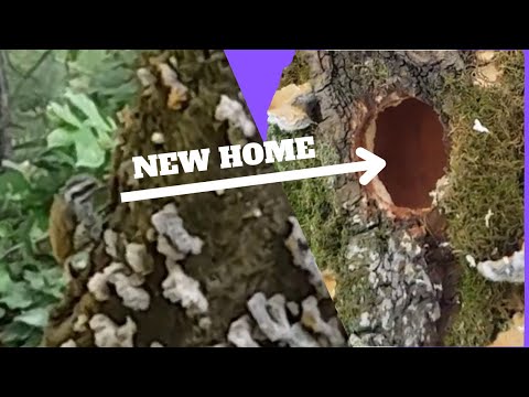 bird woodpecker making hole in tree |Niazi Vibes|