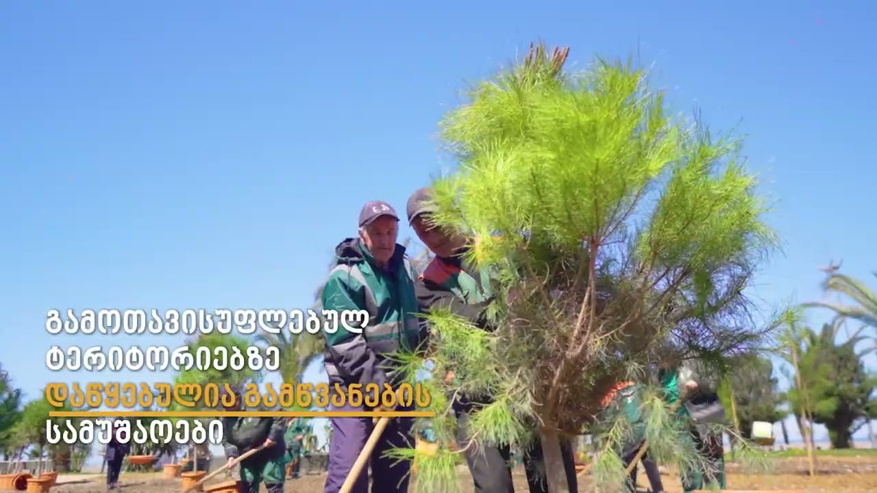 ბულვარის ვიდეო   რგოლი 2026