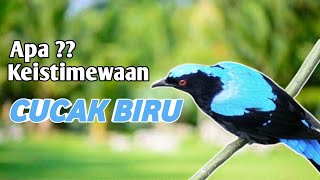 Download lagu Mengenal Lebih Dekat Burung Cucak Biru - sudah tau belum keistimewaan burung cucak biru? mp3 Download lagu Mengenal Lebih Dekat Burung Cucak Biru - sudah tau belum keistimewaan burung cucak biru? mp3