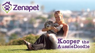 Dog Stories | Kooper the Aussie Doodle