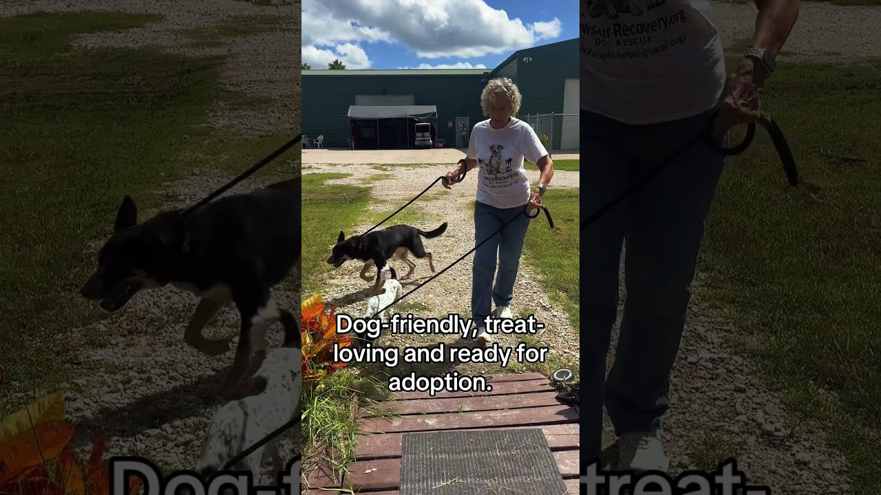 Enlarge TYSON (704), a Adoptable Rat Terrier in Indiantown, FL video 6/6
