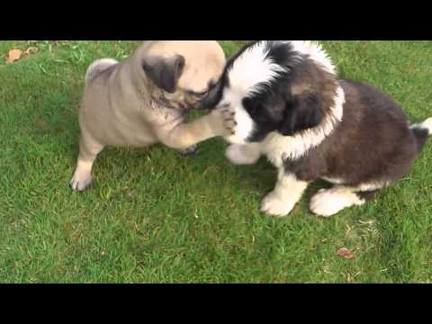 RUBY KENNEL PANJOLI PUPIES HD