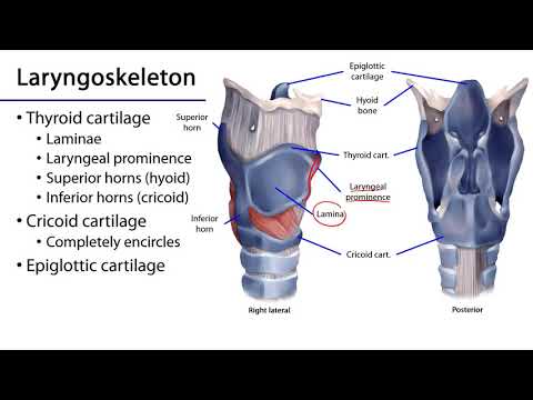 Larynx, Pharynx and CST LO 5 - Laryngeal Cartilages (Laryngoskeleton)