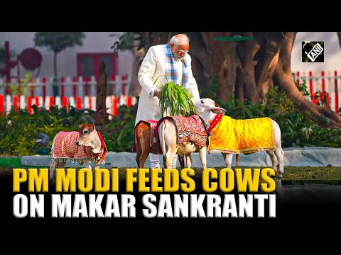 Watch! Prime Minister Narendra Modi feeds cows on the occasion of Makar Sankranti