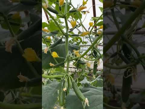 , title : 'Unbelievable Cucumber 🥒 Crop #shorts #cucumber #farming #agriculture #youtubeshorts #plant #grow'